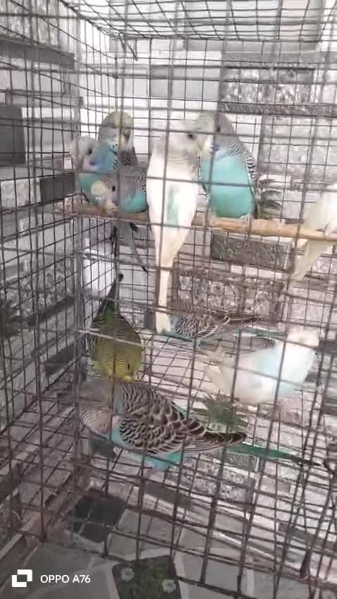 African Love Birds | Peach Face at a farm in Guntakal, Andhra Pradesh
