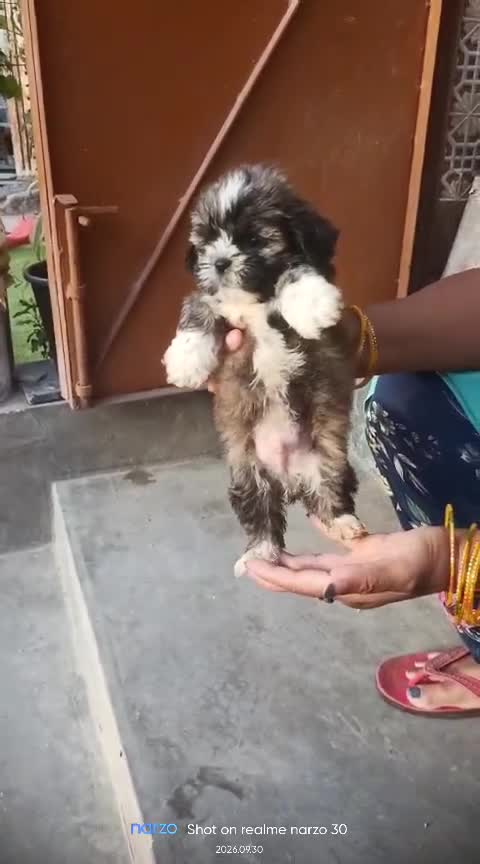 Shih Tzu | Black Color at a farm in Delhi