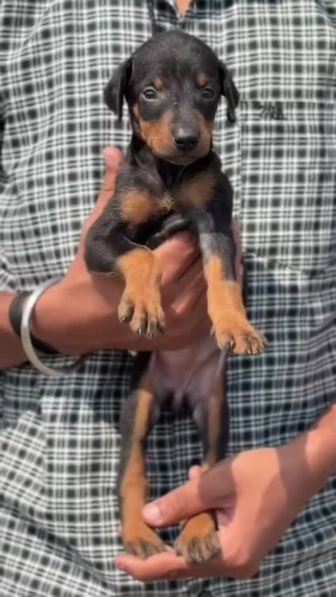 European Doberman Puppy at a farm in Saharanpur, Uttar Pradesh