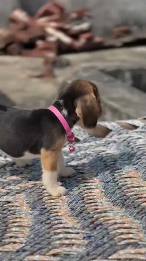 Beagle Black & Tan Puppy at a farm in Saharanpur, Uttar Pradesh