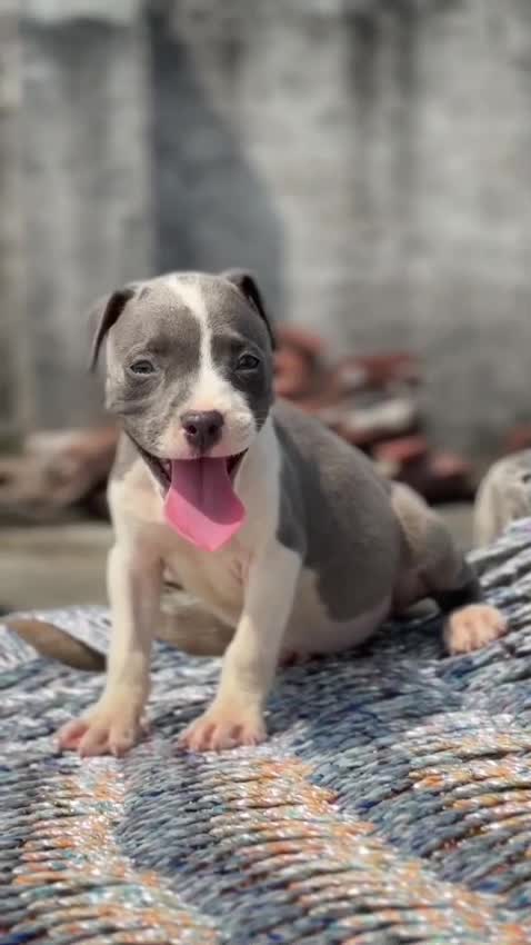 American Bully Standard Size Puppy at a farm in Saharanpur, Uttar Pradesh