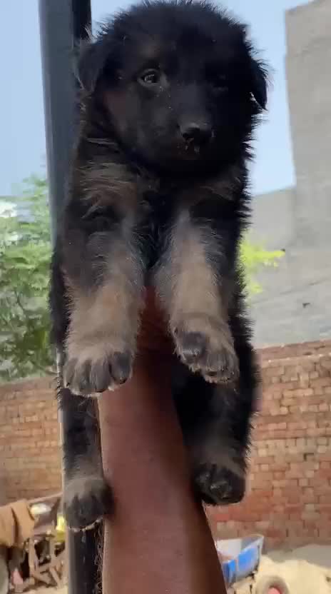 German Shepherd Puppy | Pure White at a farm in Sirsa, Haryana