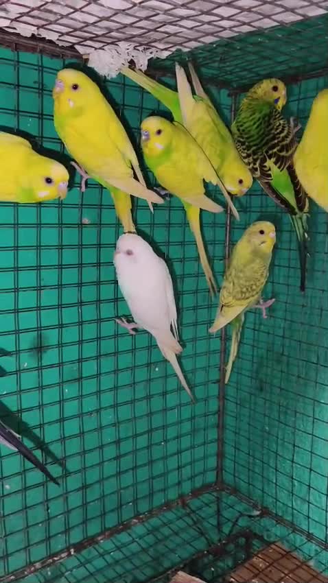 Budgies at a farm in Maharashtra