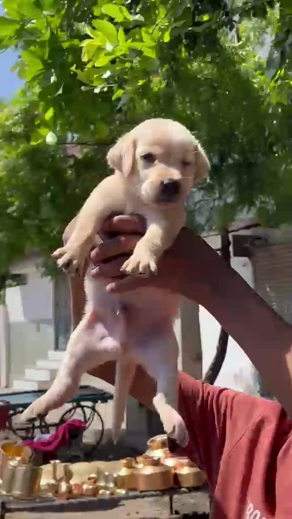Beagle Black & Tan Puppy at a farm in Punjab