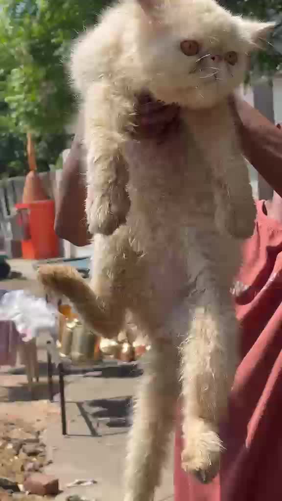 Doll Face Persian Kitten at a farm in Punjab