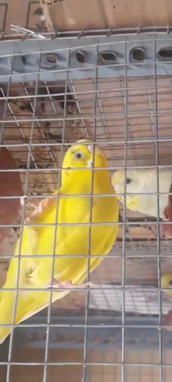 Budgies at a farm in Bengaluru, Karnataka