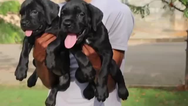 Dachshund Puppy at a farm in Karnataka