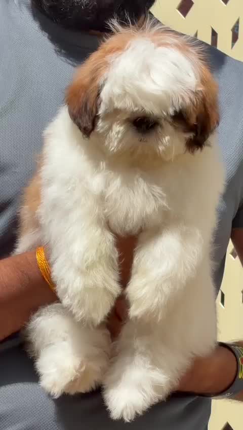 Shih Tzu | Tri Color Puppy at a farm in Jaipur, Rajasthan