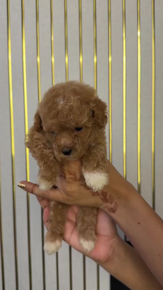 Toy Poodle Puppy at a farm in Delhi
