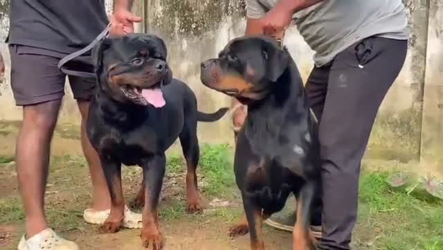 Dachshund Puppy at a farm in Kollam, Kerala