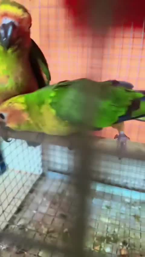Hyper Red Sun Conure at a farm in Pune, Maharashtra