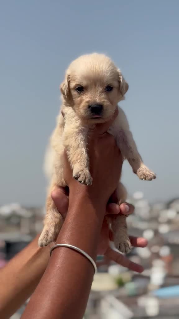 Golden Retriever at a farm in Agra, Uttar Pradesh