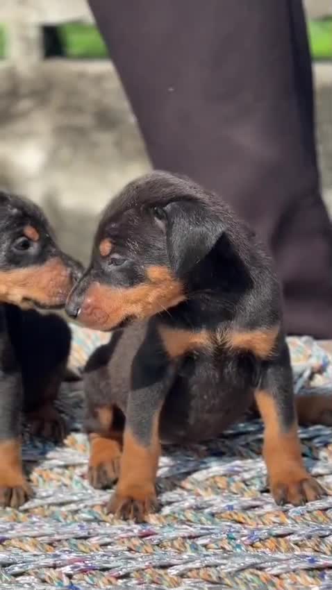 Dachshund Puppy at a farm in Delhi