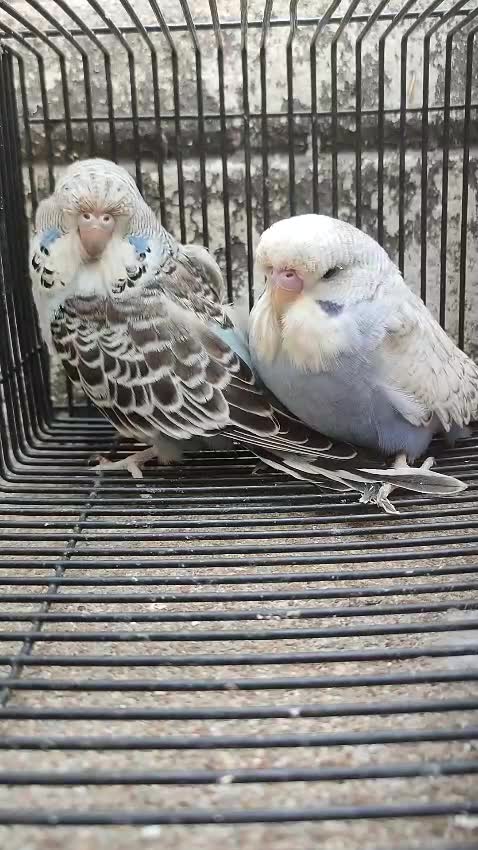 Holland Budgies at a farm in India