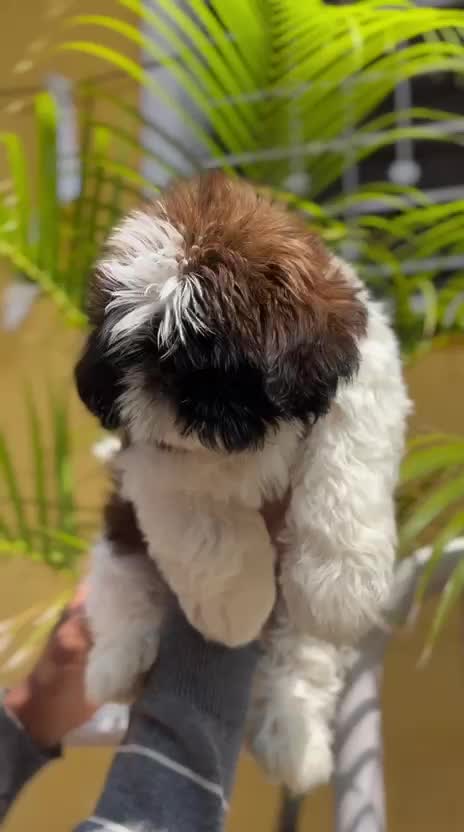 Shih Tzu Puppy Brown & White at a farm in Kolhapur, Maharashtra