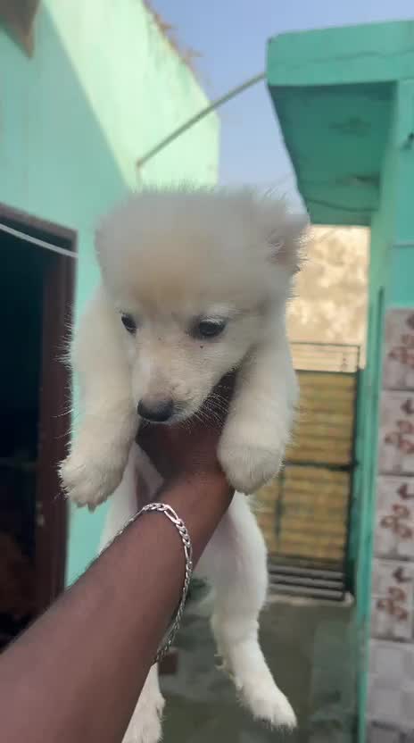 Pomeranian Puppy at a farm in Sangrur, Punjab