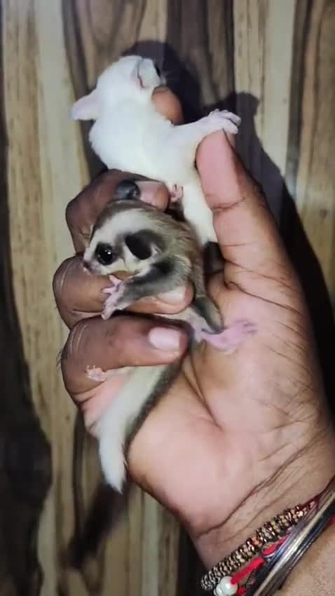 Sugar Glider | White (Lucy) at a farm in Punjab