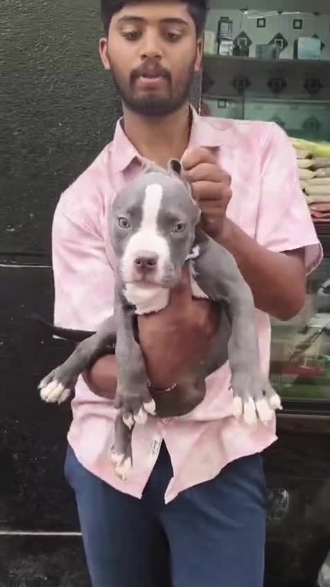 American Bully Standard Size Puppy at a farm in Bengaluru, Karnataka