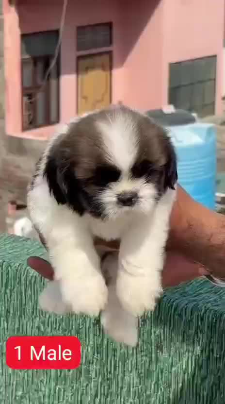 Dachshund Puppy at a farm in Jaipur, Rajasthan