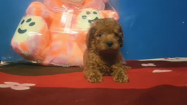 Toy Poodle Puppy at a farm in Delhi