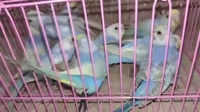 Budgies at a farm in Vadodara, Gujarat