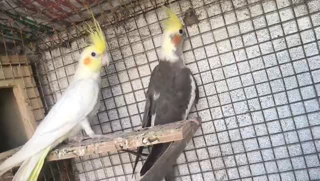 Cockatiel | Albino at a farm in Hyderabad, Telangana