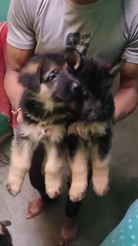 German Shepherd Puppy at a farm in Lucknow, Uttar Pradesh