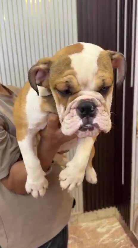 French Bulldog Puppy | Fawn at a farm in Delhi