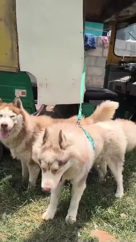 Siberian Husky Puppy | Black & White Color at a farm in Bengaluru, Karnataka