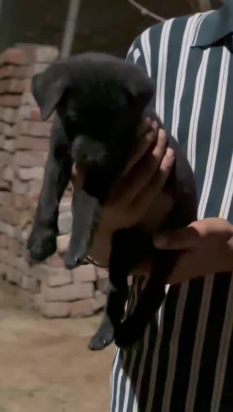 Beagle Black & Tan Puppy at a farm in Rajpura, Punjab