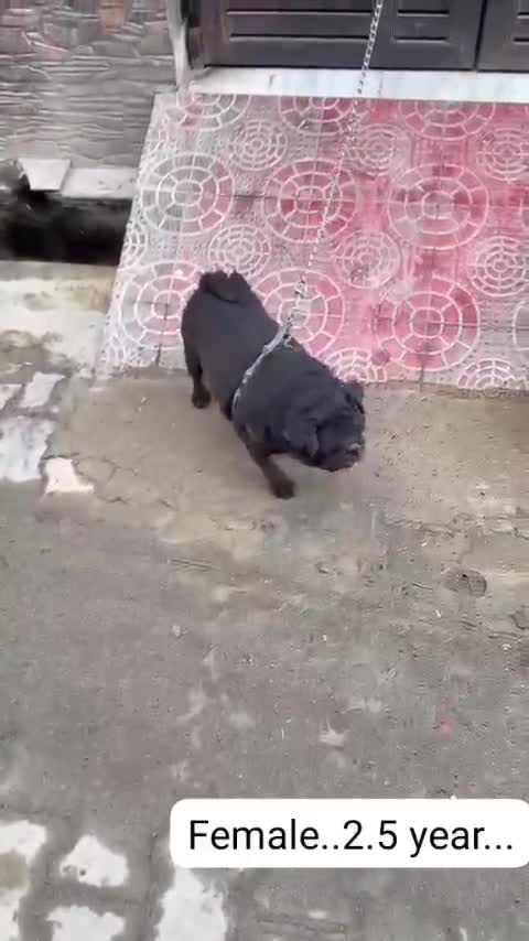 Dachshund Puppy at a farm in Ghaziabad, Uttar Pradesh
