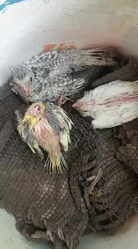 Cockatiel | Lutino at a farm in Cuddalore, Tamil Nadu