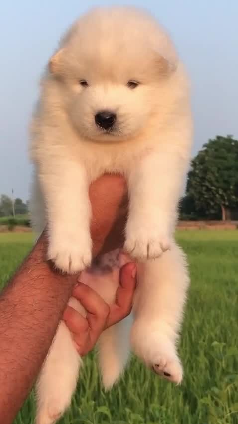 Samoyed Puppy | White at a farm in Ludhiana, Punjab