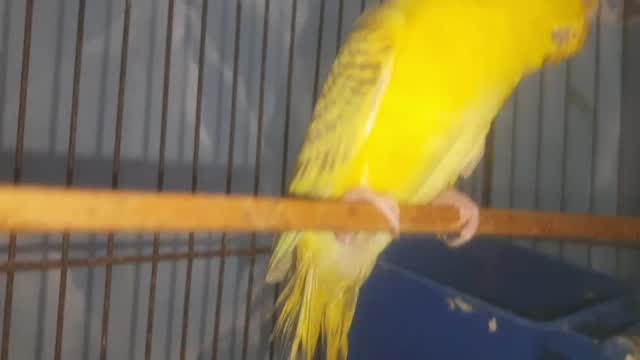 Budgies at a farm in Tamil Nadu