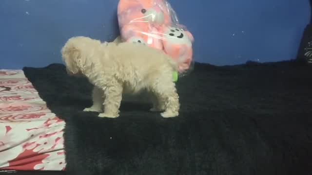 Standard Poodle Puppy at a farm in Delhi