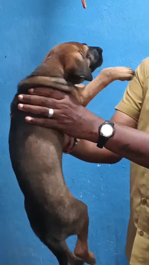 Kombai Puppy, farm video
