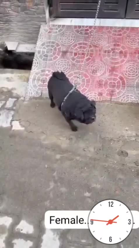 Pug Puppy | Apricot Color at a farm in Ghaziabad, Uttar Pradesh