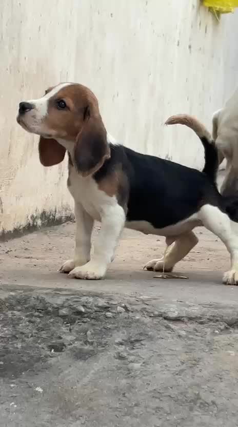 Beagle Black & Tan Puppy at a farm in Patiala, Punjab