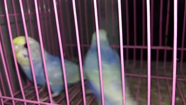 Budgies at a farm in Vadodara, Gujarat