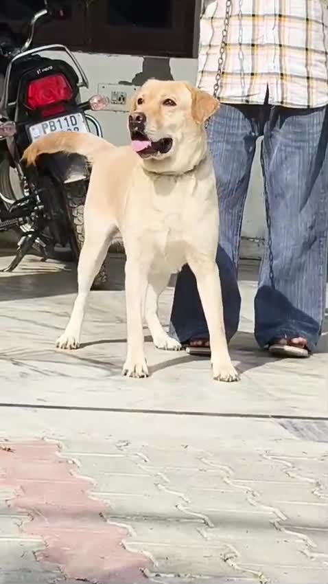 Beagle Black & Tan Puppy at a farm in Patiala, Punjab