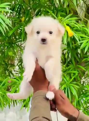Pomeranian Puppy at a farm in Patiala, Punjab