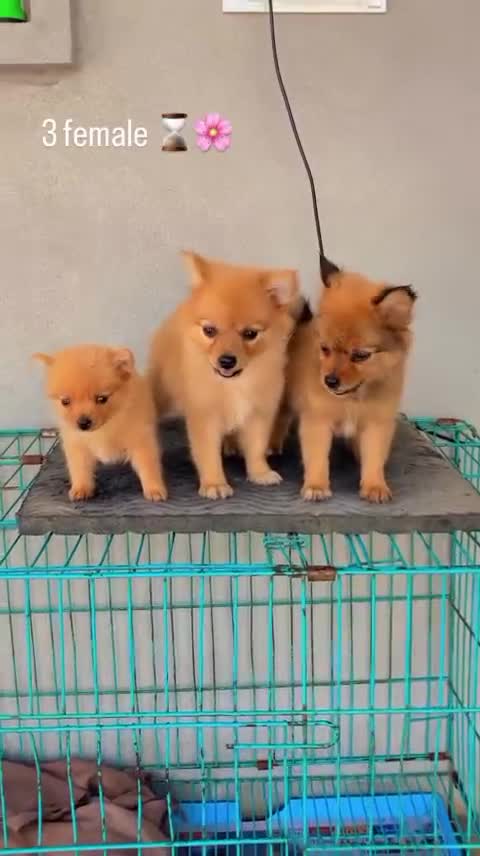 Pomeranian Puppy at a farm in Barnala, Punjab