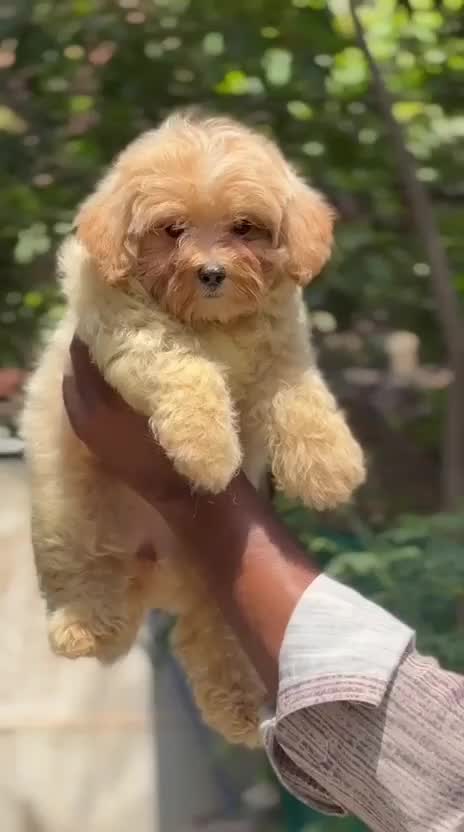 Maltipoo Puppy at a farm in Pune, Maharashtra