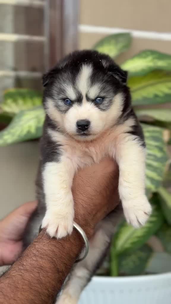 Siberian Husky Puppy | White Color at a farm in Delhi