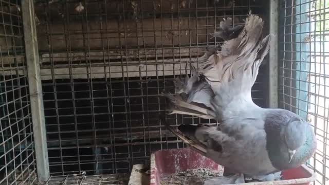 Homer Pigeon at a farm in Kollam, Kerala