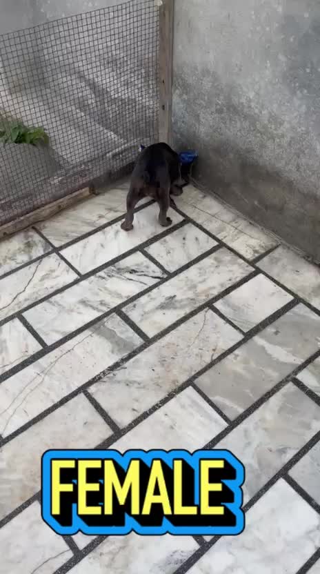 French Bulldog Puppy | Blue at a farm in Ludhiana, Punjab