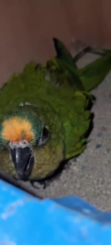 Blue Fronted Amazon at a farm in Narmada, Gujarat
