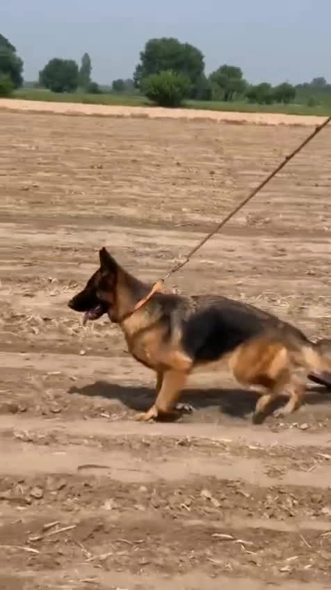 German Shepherd Puppy | Pure White at a farm in Ambala, Haryana