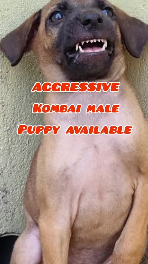 Kombai Puppy, farm video