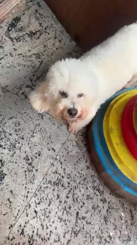 Toy Poodle Puppy at a farm in Chennai, Tamil Nadu